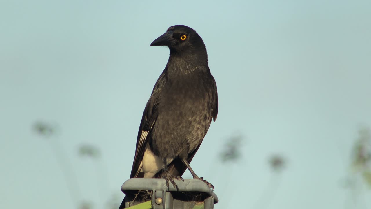 오스트레일리아 빅토리아 지프스랜드 마프라 (victoria gippsland maffra)