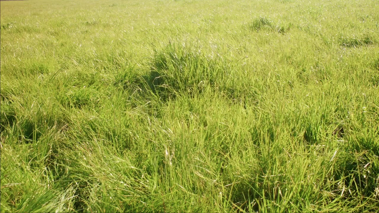 Sfondo di erba verde lussureggiante con profondità di campo elevata, completamente nitido, ambientazione esterna