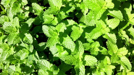 Plantación-De-Menta-En-Un-Hermoso-Día-Soleado