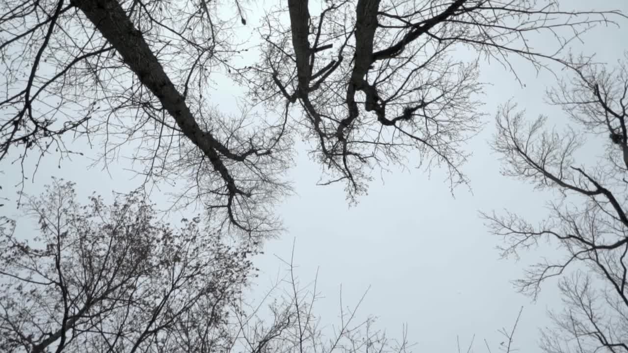 Looking straight up at trees and sky, camera spinning counterclockwise in slow motion on overcast day in winter