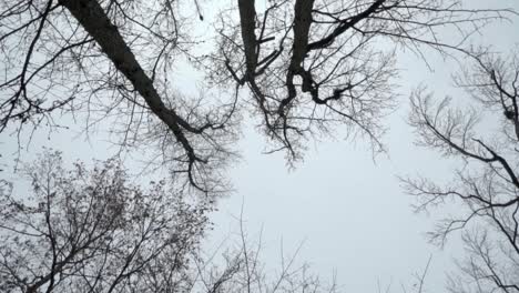 looking straight up at trees and sky, camera spinning counterclockwise in slow motion on overcast day in winter