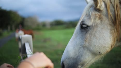 close-up golden hour shot of a woman hand-feeding a large white horse over a fence on a ranch