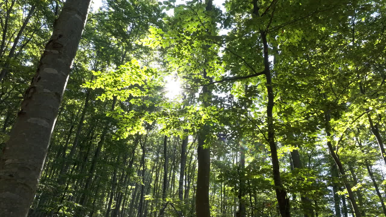 la luz del sol a través de los árboles del bosque