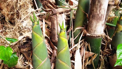 Cut-fresh-bamboo-shoots-in-large-bamboo-formations-for-cooking