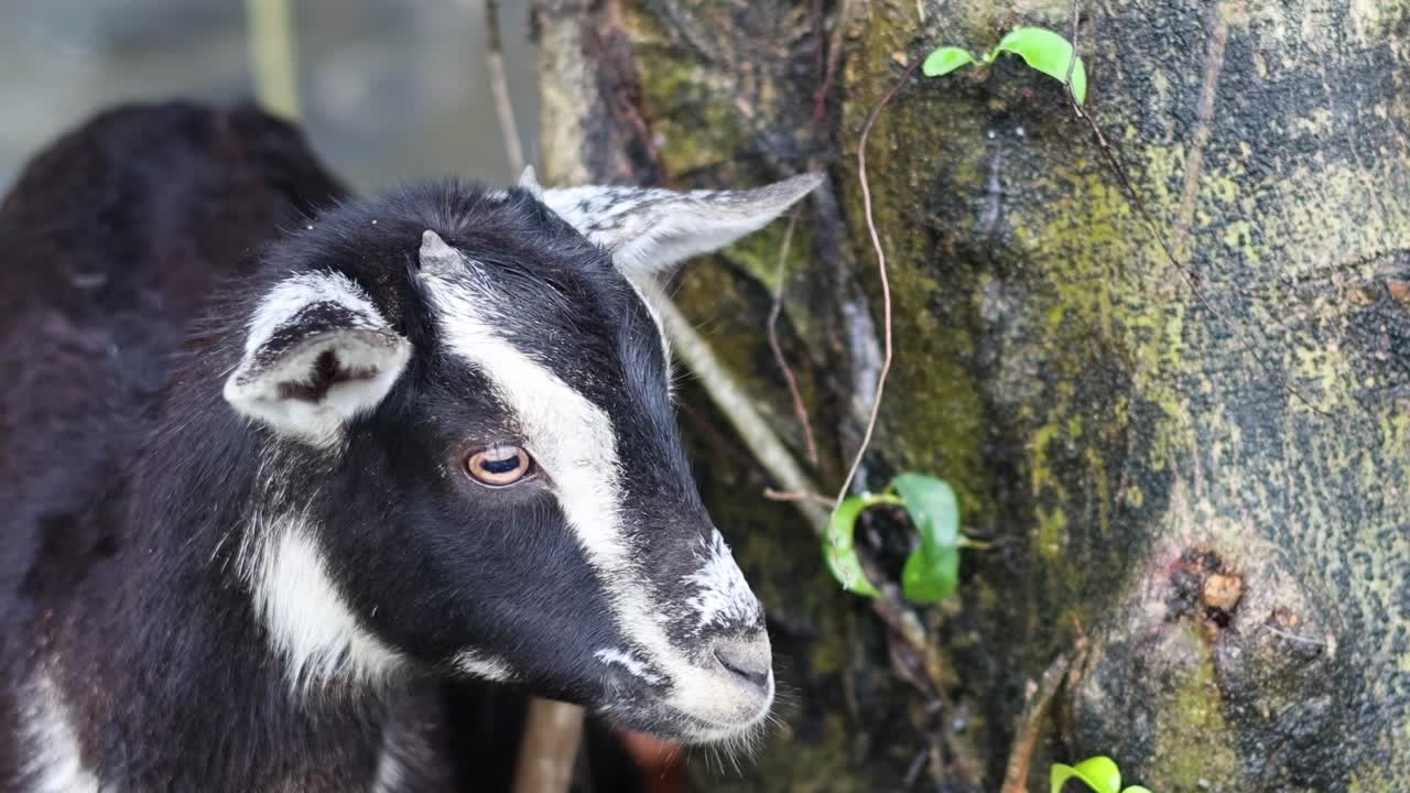 A curious young goat explores and interacts with the textured bark of a tree.