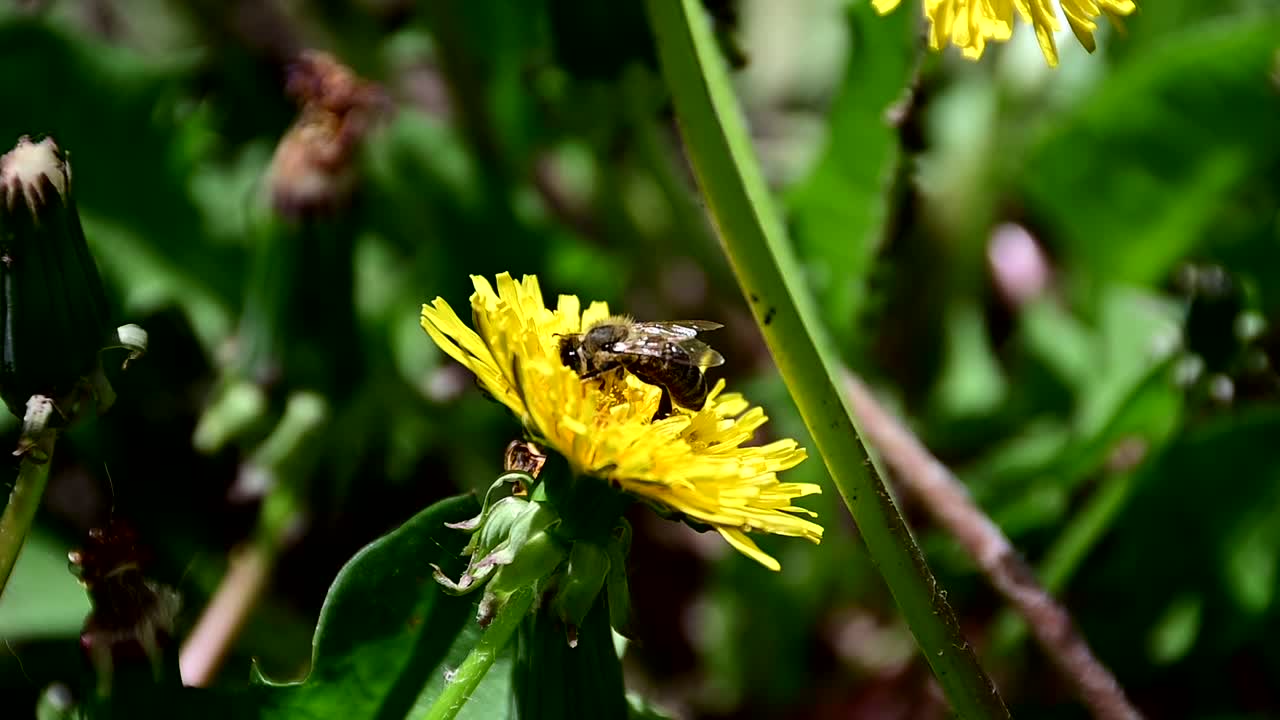 abeja recogiendo polen de flor amarilla