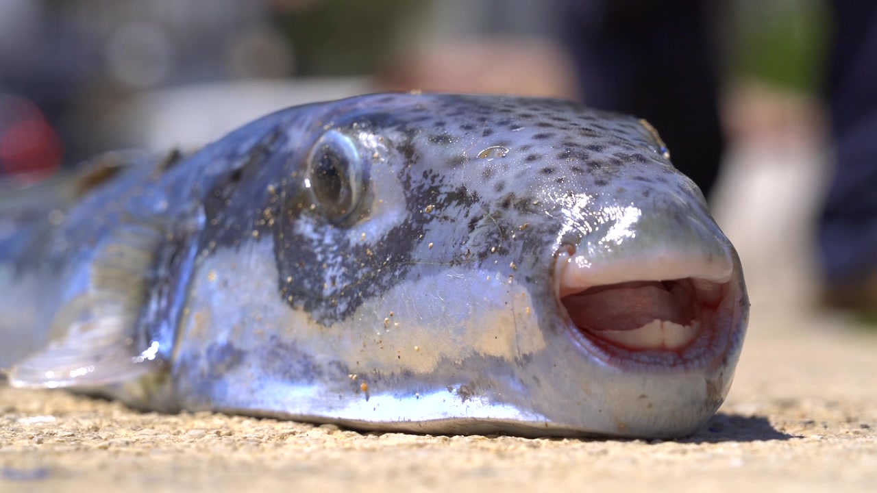 Primo piano di un pesce palla su un molo