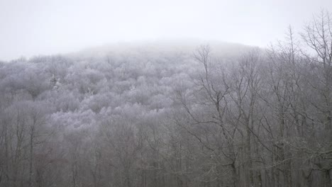 snow covered trees mountain top fog slow motion hand held