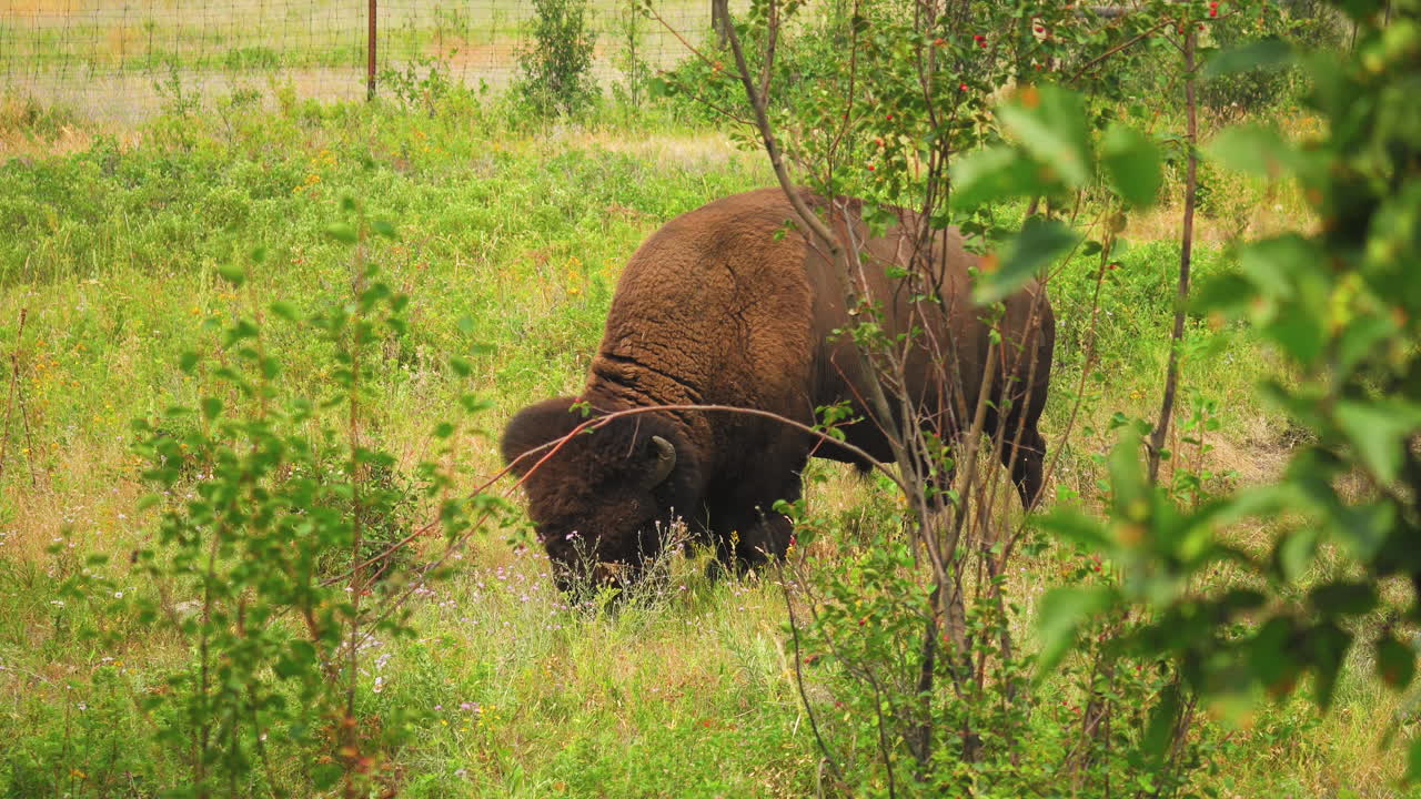 bisonte mirando en exuberantes pastos, sacudiendo su cola