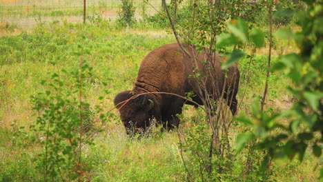 Bison-gazing-in-lush-pasture,-flicking-its-tail