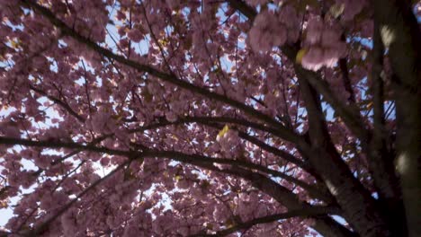 Looking-up-to-sun-shining-through-blossoming-cherry-flowers-in-the-city-of-Brussels