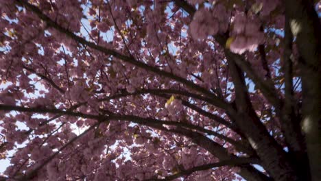 looking up to sun shining through blossoming cherry flowers in the city of brussels