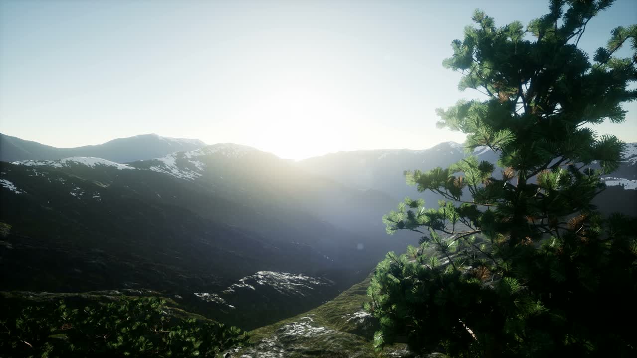 나무들을 가로지르는  ⁇ 빛