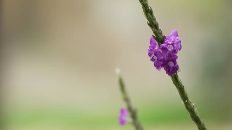 Grüne-Orchideenbiene-Landet-Auf-Violetter-Stachytarpheta-Blume