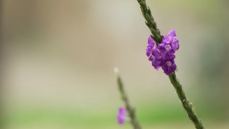 gree orchid bee landing on purple stachytarpheta flower