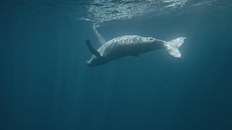 Humpback-whale-calf-child-upside-down-holding-pectoral-fins-to-sky-with-white-fluke