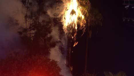 palm tree ablaze in city