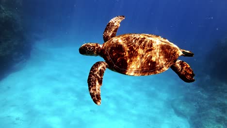 green sea turtle swims near the water surface of blue ocean