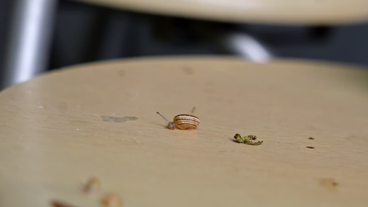 4K 50fps macro footage of a small garden snail with a brown shell. A beautiful close-up of wildlife nature with a blurred background, perfect for slow motion