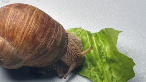 macro close up of garden snail eating fresh green salad leaf during sunny day,time lapse