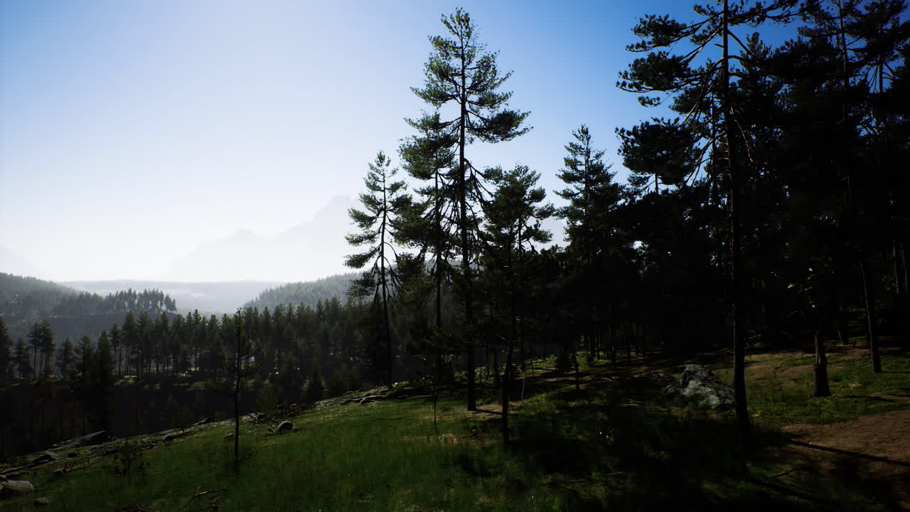 Lush green landscape with tall trees basking in bright sunlight at dawn