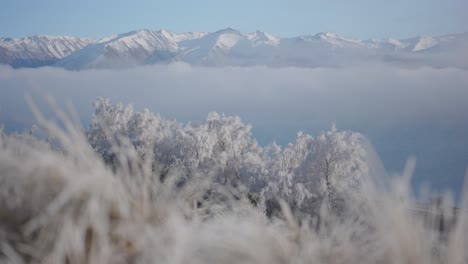 Hoar-frost-on-trees