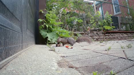 north american squirrel on driveway