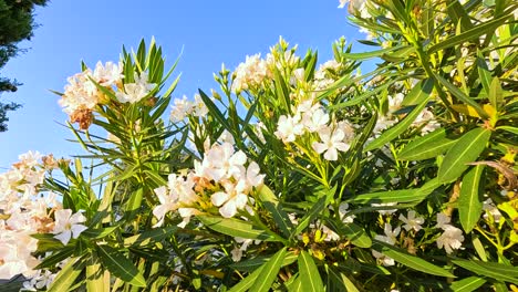 white nerium flowers under clear blue sky