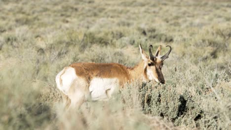 a pronghorn antelope feeding from the desert scrub bushes