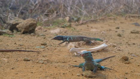 many whiptail lizards or blau blau crawling around bone from dead carcass in arid desert landscape, close up