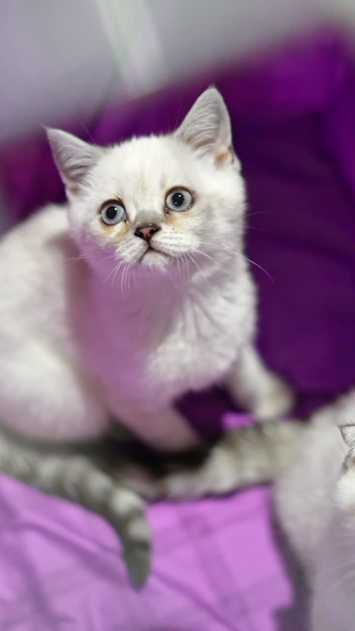 Two pedigree kittens are in a cage for transportation of animals. Scottish Fold cat close up Vertical video