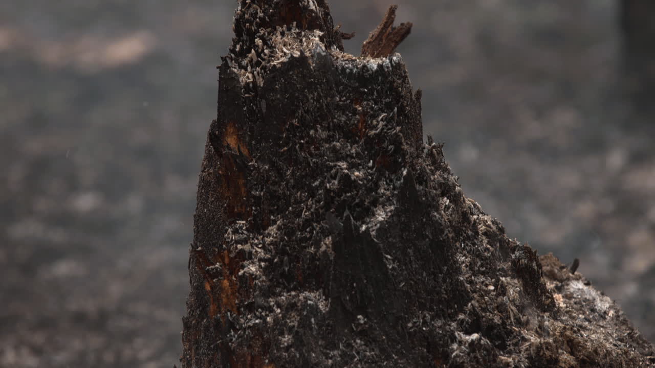 Close-up of a Burnt Tree Stump and Ash After a Forest Fire