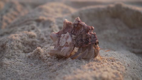 a red hermit crab is walking in white sand on a beach in indonesia