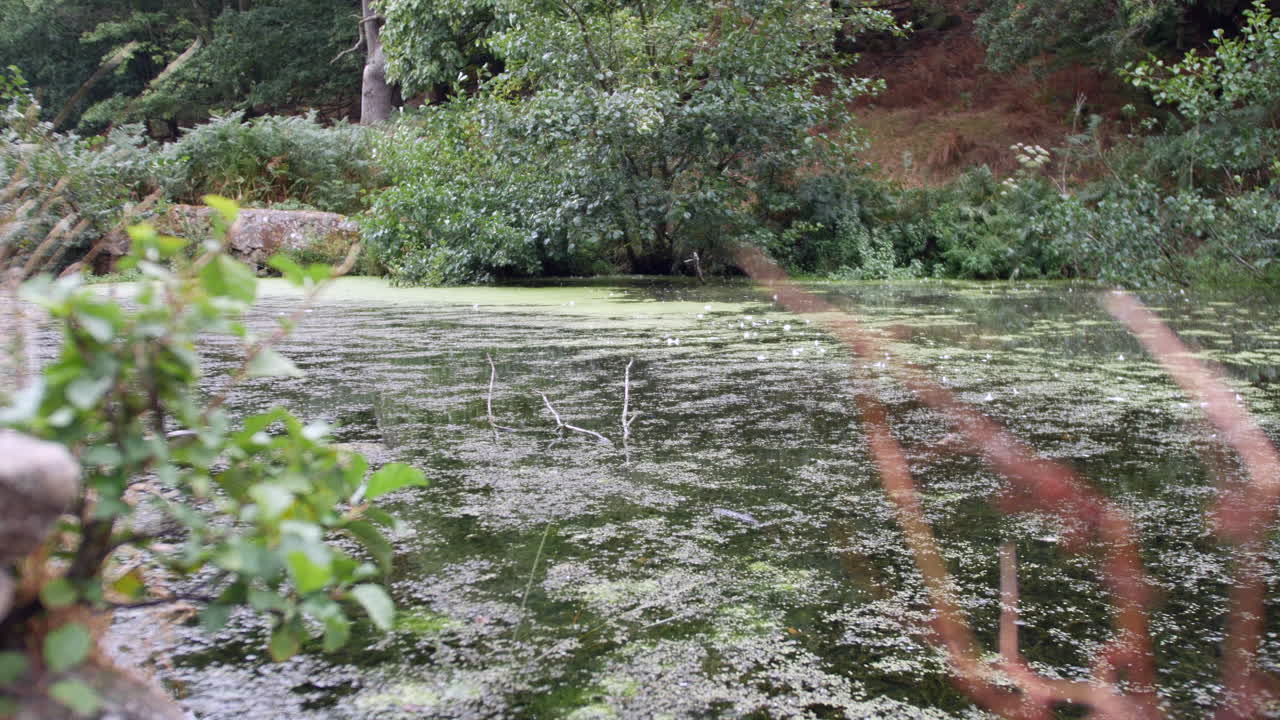 강 연못 웅덩이의 정체된 물 위에 떠 있는 조류