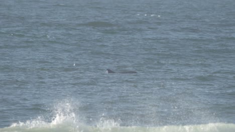 delfines nadando en las aguas costeras de california