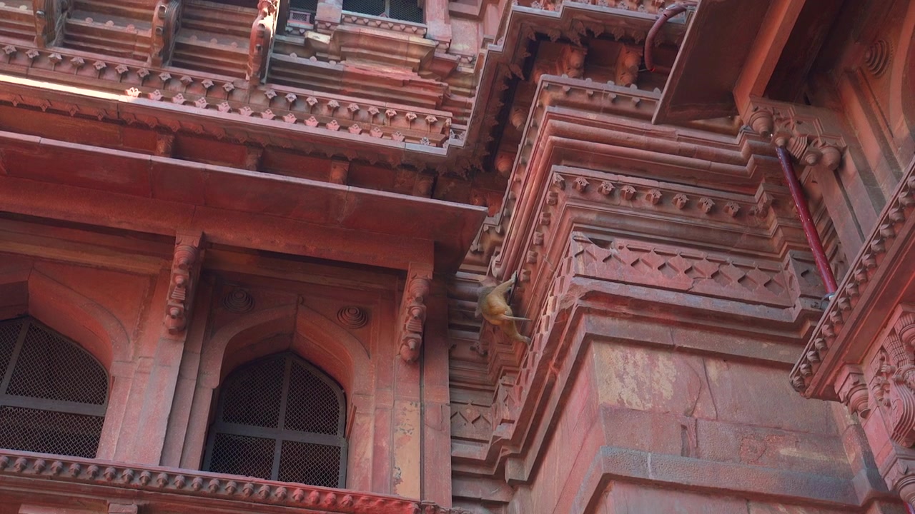 Un mono macaco Rhesus trepa por las cornisas talladas de una histórica estructura de templo de arenisca roja en Vrindavan, India