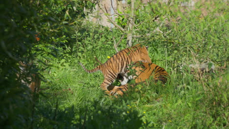 cute sumatran tiger cubs play fighting and climbing on adult mother in wild grass environment