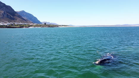 southern right whales frolics in walker bay hermanus, annual whale season