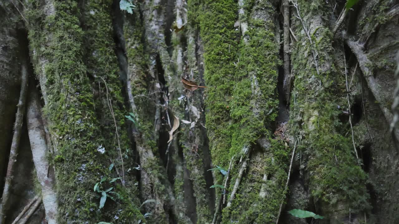 primer plano de troncos de árboles de musgo en el bosque tropical de binna burra