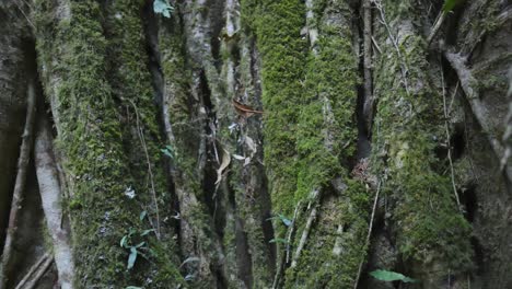 close-up of mossy tree trunks in binna burra rainforest