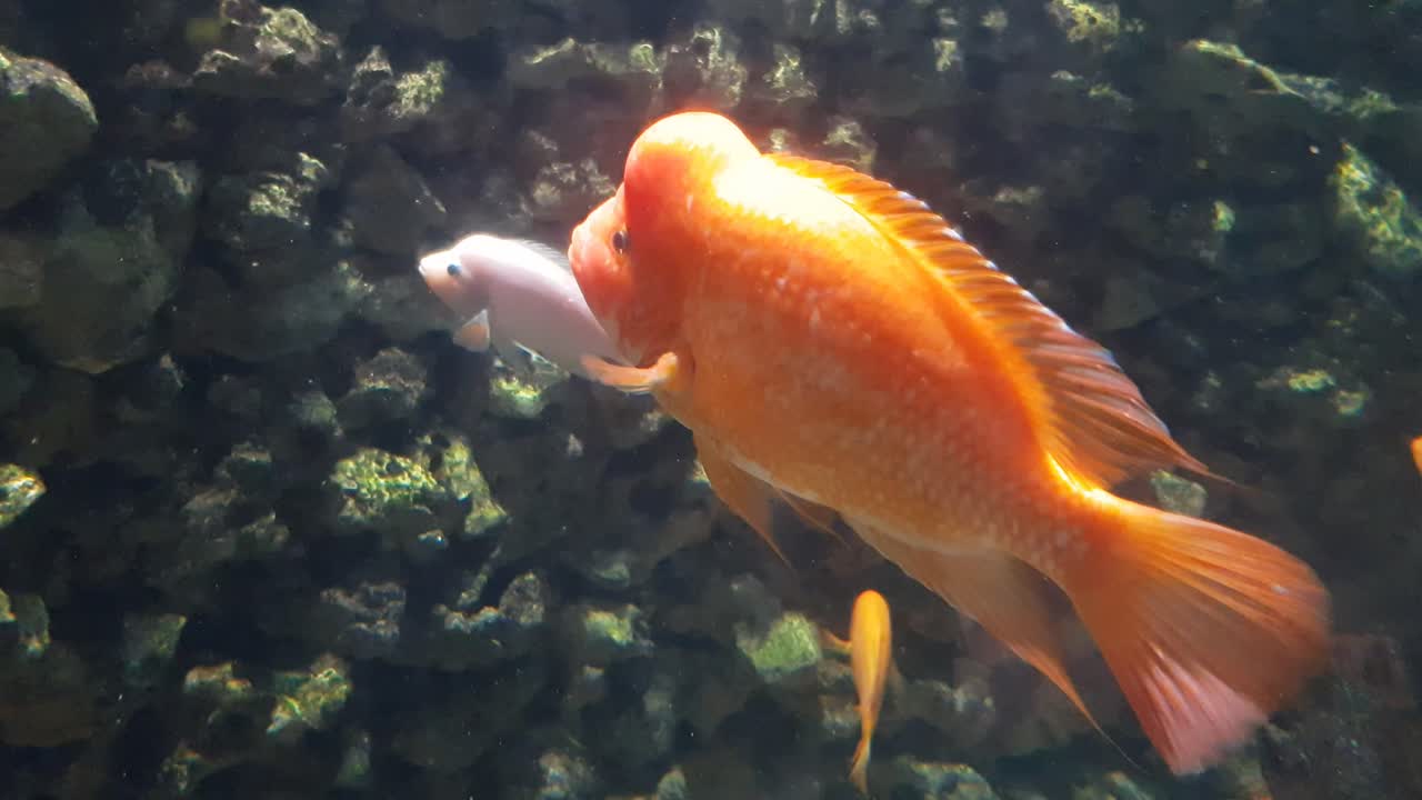 Red devil cichlid fish (Amphilophus labiatus) close up shoot