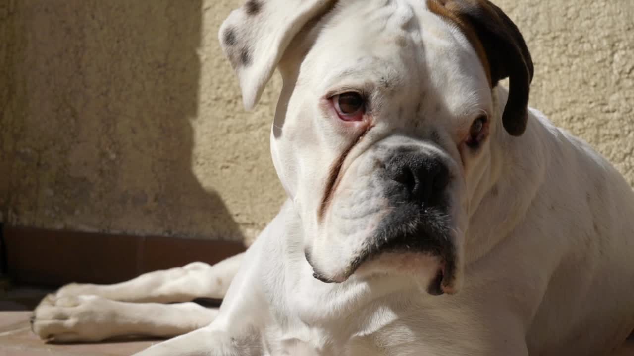 바닥에 누워 흰색 복서 개 닫습니다