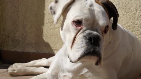 close up of white boxer dog lying on ground