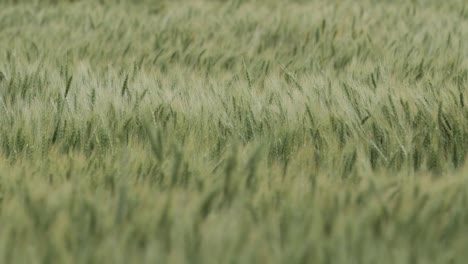 Gras-Und-Weizen-Auf-Einem-Feld-Weht-Und-Schwankt-Im-Sommer-In-Dramatischer-Zeitlupe-Auf-Einem-Feld-In-Kansas