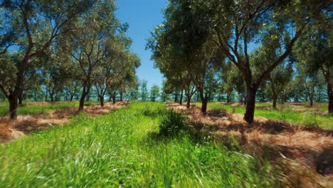 olive grove on sunny summer day with long grass in-between rows