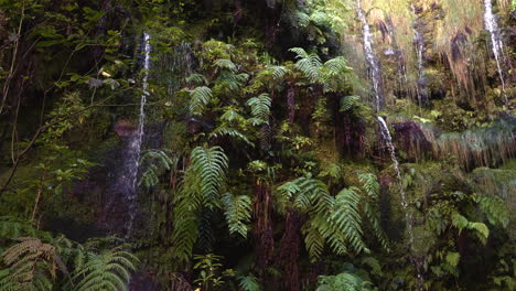 waterfall cascading over mossy rock face with ferns