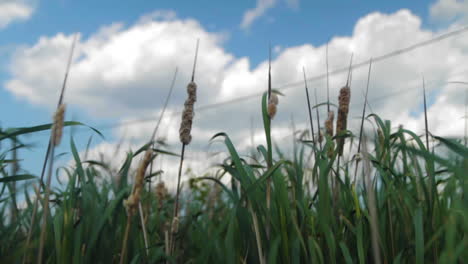 Hohes-Sumpfgras-Weht-Im-Wind