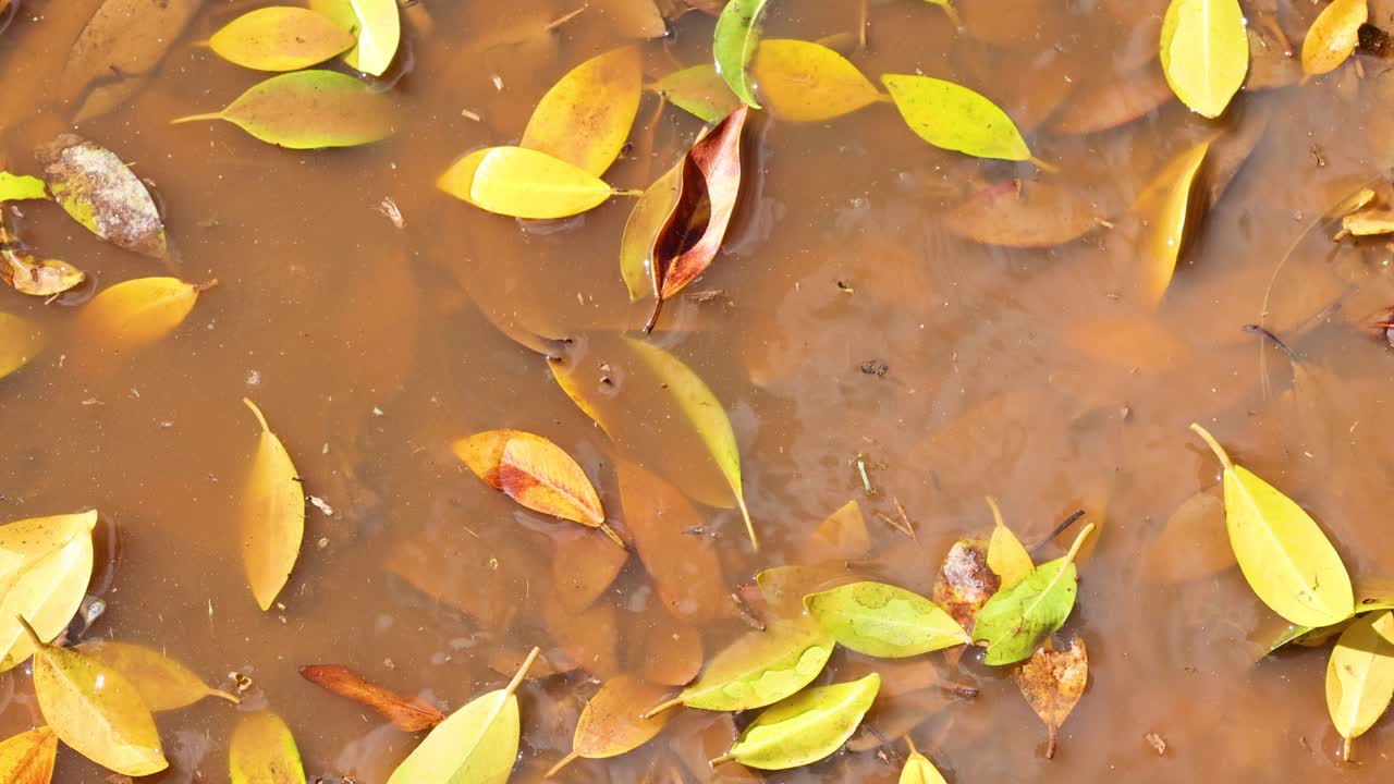 Yellow leaves gently float on a muddy water surface, creating a serene and natural scene with soft lighting