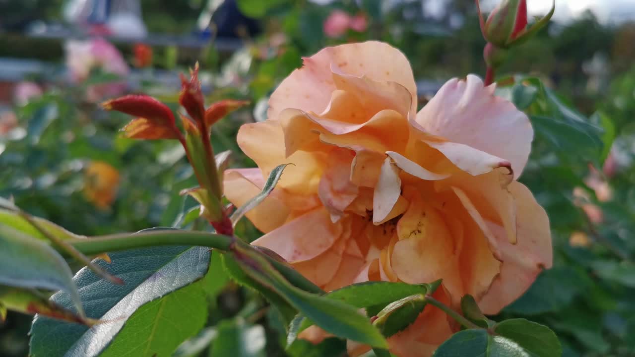 마드리드의 레티로 공원 가을 시즌