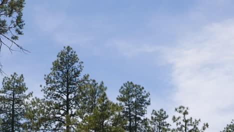 Un-Lapso-De-Tiempo-De-Pinos-Ponderosa-Temblando-Con-El-Viento-Mientras-Una-Nube-Se-Mueve